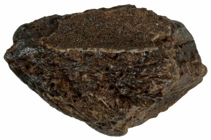 Fossil Hadrosaur (Edmontosaurus) Partial Tooth - Wyoming #312559